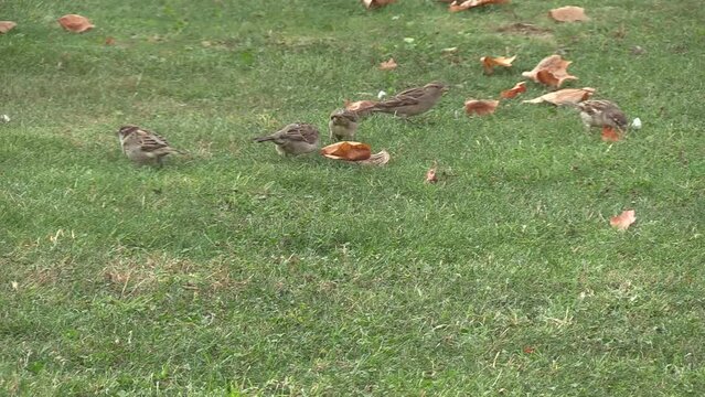 Sparrows in the meadow