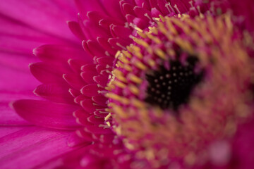 close up of pink germini flower
