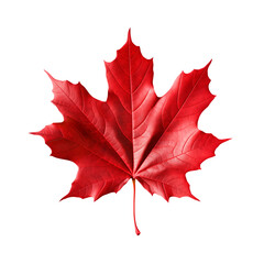 Naklejka premium Red maple leaf isolated on transparent or white background, png