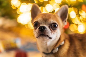 A cute Chihuahua dog close-up with a collar on his neck against a background of lights looks...