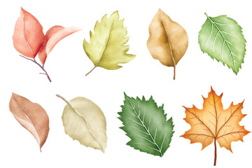 autumn leaves collection