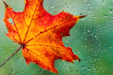 Autumn leaves over rainy window. orange maple leaves and wet glass with rainy drops texture. fall season background. symbol of autumn. - obrazy, fototapety, plakaty