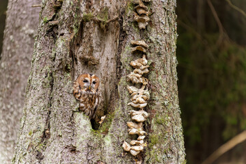 Waldkauz schaut aus seiner Baumhöhle neben der ein Baumpilz ihm zusätzlichen Schutz bietet