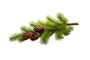 Fir tree branch and cones isolated
