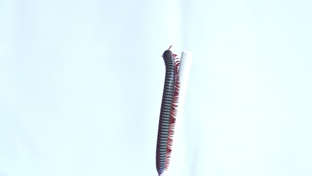 Closeup of a millipede perched on a white tube.