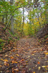 Obraz premium Herbstwald