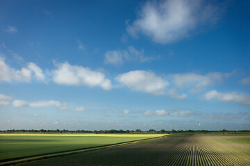 The fields of the Noordpolder in the province of Groningen in the early spring light - obrazy, fototapety, plakaty