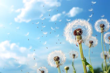 Fotobehang Meadow, blue sky and group of dandelions blowing in the wind © Degimages