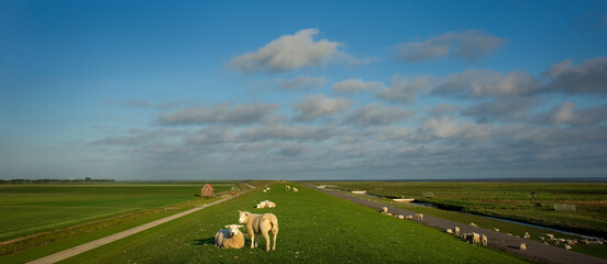 Sheep and lambs graze on the dike on the Wadden coast of the province of Groningen. To the left the arable land of the farmers in the area, to the right of the dike the salt marshes and the Wadden Sea
