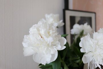 white peonies in a vase in the living room