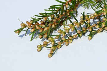 Metasequoia ( Dawn redwood ) male inflorescences. 
Cupressaceae deciduous conifer.