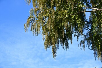 Metasequoia ( Dawn redwood ) male inflorescences. 
Cupressaceae deciduous conifer.