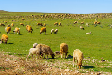 Herd of sheep, Middle Atlas Mountains
