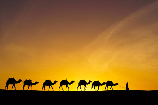 Sunrise silhouette of camels and handler, Merzouga