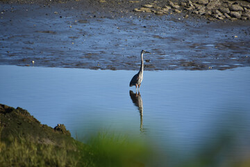 Great Blue Heron with a Reflection in the Water