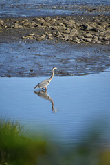 Great Blue Heron in Shallow Waters of the Harbor