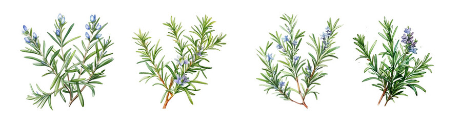 Watercolor rosemary on white background