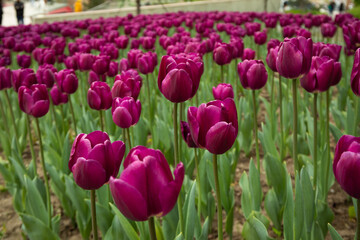 Many beautiful tulips bloom in the flowerbed