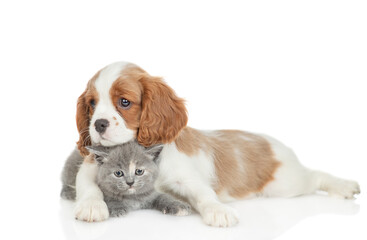 Friendly Cavalier King Charles Spaniel hugs tiny kitten. Pets look at camera together. isolated on...