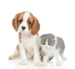 Cavalier King Charles Spaniel sits with tiny kitten. isolated on white background