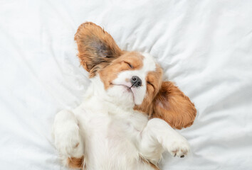 Easred Cavalier King Charles Spaniel puppy sleeps on a bed at home. Top down view