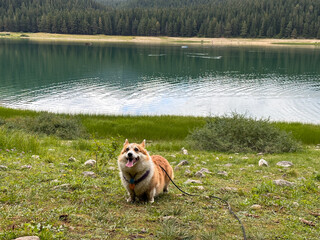 A happy corgi dog stands on the shore of the lake and sticks out its tongue