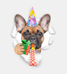 French bulldog puppy wearing party cap looks through the hole in white paper, holds gift box and...