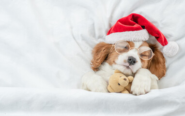 Cozy Cavalier King Charles Spaniel puppy wearing eyeglasses and red santa hat sleeps and hugs toy bear under white blanket at home. Top down view. Empty space for text