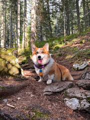 A furry corgi dog sits in the forest under the bright sun