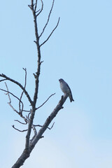 grey streaked flycatcher  in a forest
