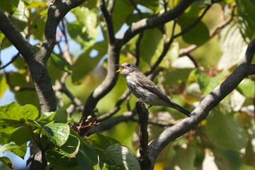 grey streaked flycatcher  in a forest