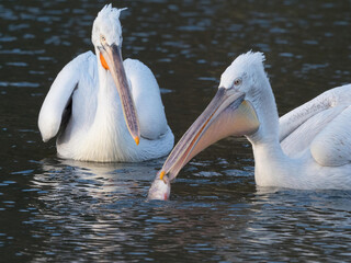 A Dalmatian Pelican (pelicanus crispus) picks up a fish with the tip of it's bill.Another bird looks on from behind.Bird behaviour.Ornithology.