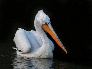 Dalmatian Pelican (pelicanus crispus) floats on water with black background contrasts with white bird, bill and bright orange throat pouch.Bird.Ornithology.