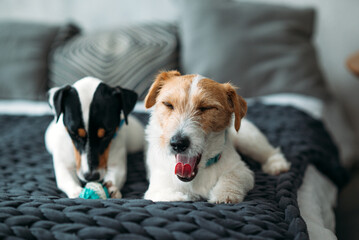 A two Jack Russell dogs is lying in a bed close-up. One gnaws a toy and the other yawns
