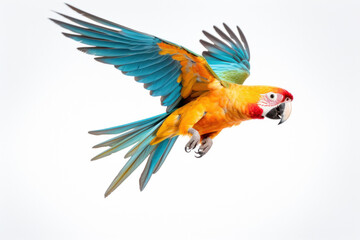 Fototapeta premium A colorful parrot flying on white background.