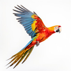 Fototapeta premium A colorful parrot flying on white background.