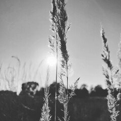 Kłosy © Marcin