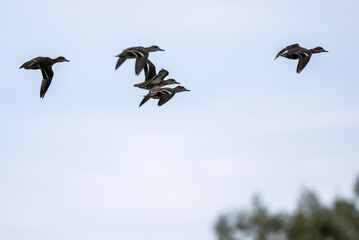 geese fly over the water on a sunny autumn day