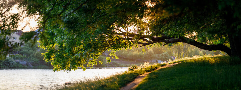 Panoramic high resolution image of tree branch and path in the evening sunlight