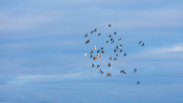 Flock of pigeons flying against overcast sky