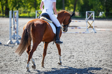 Equestrian sport close-up image with horse and female rider