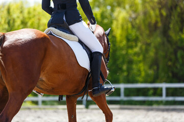 Equestrian sport close-up image with horse and female rider