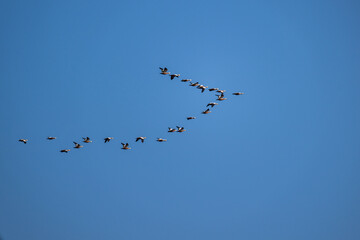 geese fly over the water on a sunny autumn day