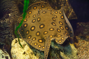 underwater photography of fish Potamotrygon motoro