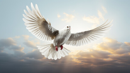 White doves flying isolated on white background , Hope and freedom concept.
