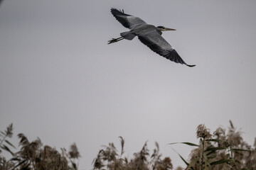 white egret gracefully flies over the water on a sunny autumn day