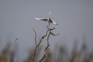 white egret sits gracefully on a dry tree above the water on a sunny autumn day