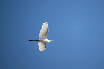 white egret gracefully flies over the water on a sunny autumn day