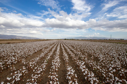 Cotton fields ready for harvest in Izmir - Menemen plain