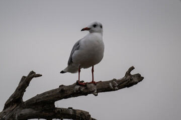 a seagull sits on a dry branch above the water on a sunny autumn day